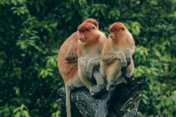 istock Proboscis monkeys sitting on a log in the lush rainforest of Borneo during a light rain 2172632836