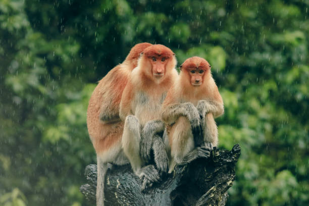 istock Three proboscis monkeys resting on a log in the rainforest of Borneo during a light rain shower 2172632863