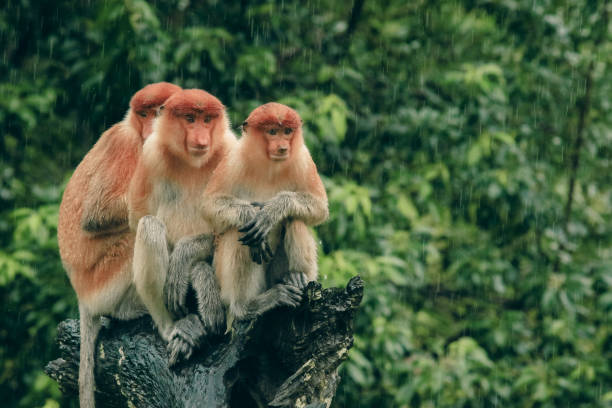 istock Proboscis monkeys sheltering from rain in Borneo's lush rainforest during a tropical downpour 2172632868