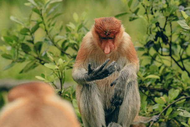 istock Proboscis monkey grooming itself amidst lush vegetation in Borneo's rich rainforest habitat in the early afternoon light 2172632978