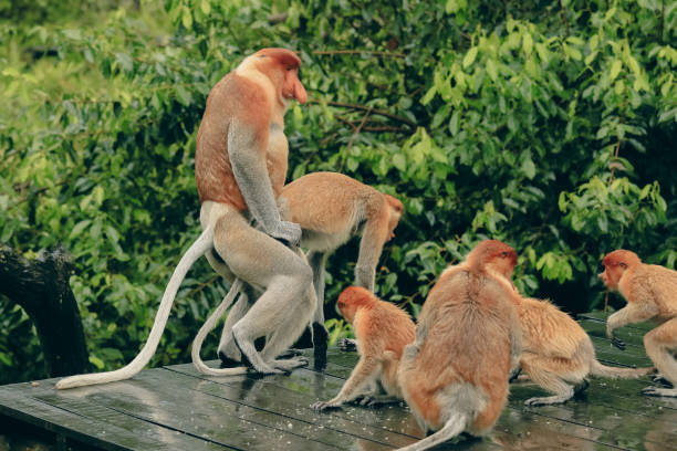 istock Borneo monkeys interact with each other on a wooden platform amidst the lush greenery during the day 2172632981
