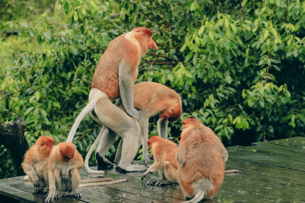 istock Proboscis monkeys interact playfully on a wooden platform in Borneo's lush rainforest during the afternoon 2172633003
