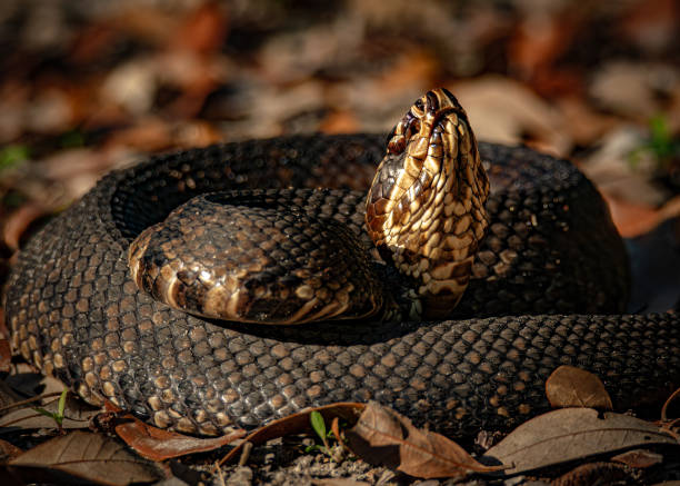 istock Snakes of Apalachicola 2172635366