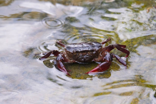 istock Freshwater crab in shallow water. 2172635460