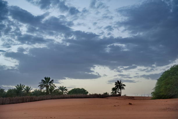 West Africa. Mauritania. Lonely acacia trees with scant foliage on the hot sand dunes of the southwestern outskirts of the Sahara Desert.