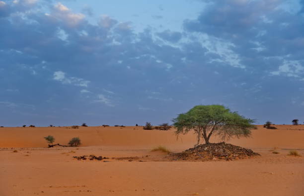 istock The trees of the Sahara Desert 2172637077