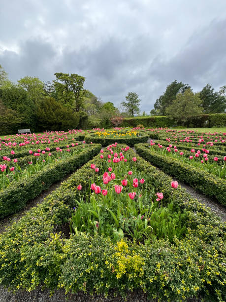 istock Flowers in the Scottish Highlands 2172639273
