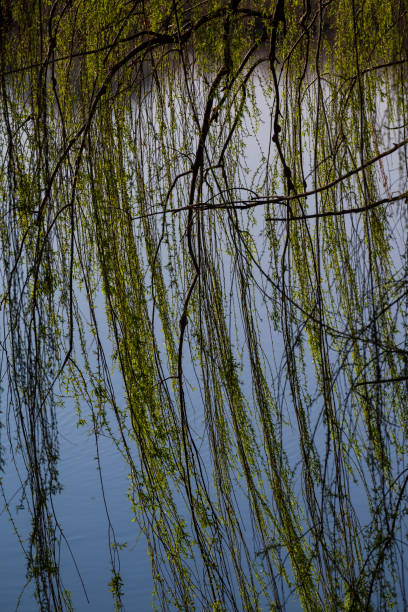 n abstract shot of willow branches hanging low over a stream, with sunlight reflecting on the water’s surface, creating a serene and dreamy nature scene