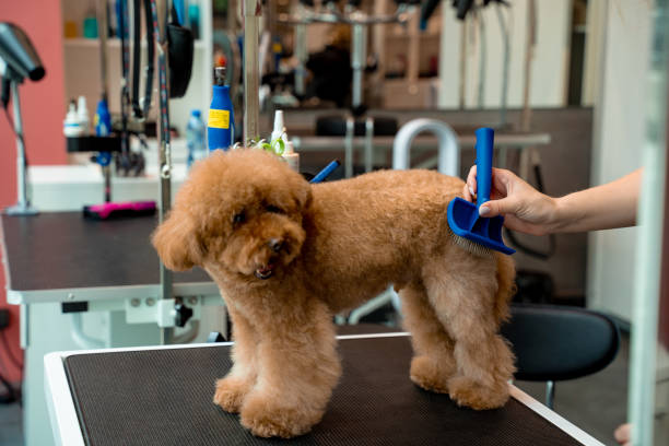 istock Grooming workshop. Combing fluffy pet with professional brush. Cute maltipoo is standing obediently while groomer is using dog shedding tool to clean puppy for dirt. 2172640683