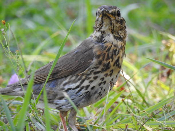istock A thrush in search of food 2172641207