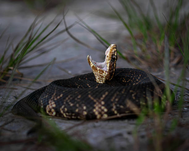 Cottonmouth Defensive Position in Apalachicola. High quality photo