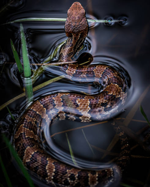 Juvenile Cottonmouth swimming in the stream. High quality photo