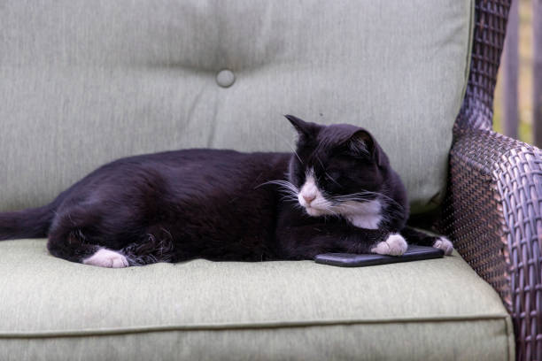 Tuxedo cat relaxes on sofa with mobile phone outdoors