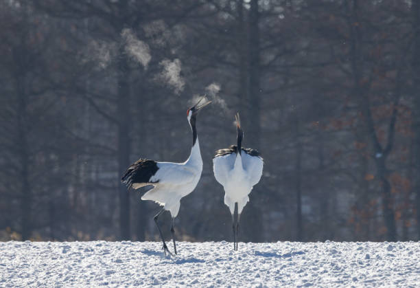 istock Red-Crowned Cranes Exhale Together in Hokkaido 2172646711
