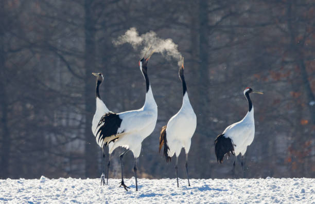 istock Red-Crowned Cranes Breathing in Hokkaido 2172646715