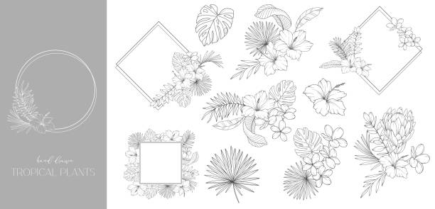 90+ Black And White Tropical Hibiscus Floral Frame Stock