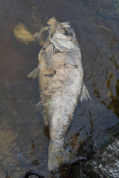 istock Decaying silver carp fish in muddy waters of river. 2172648450