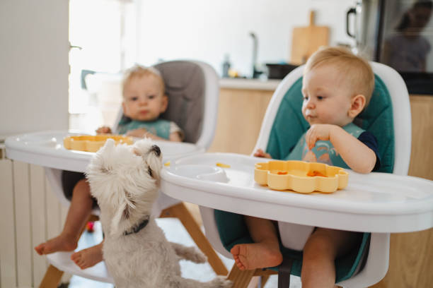 istock Baby boy sharing food with Maltese dog 2172653048
