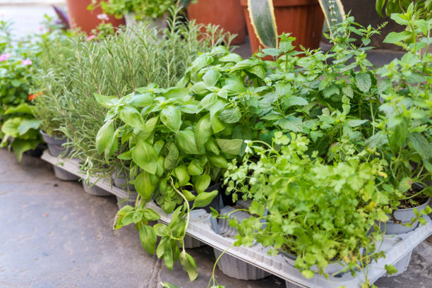 istock Green basil and rosemary  in a pots 2172661504