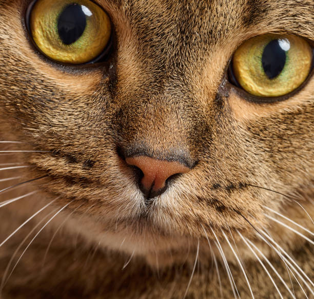 istock Adult gray cat looking at camera 2172664859
