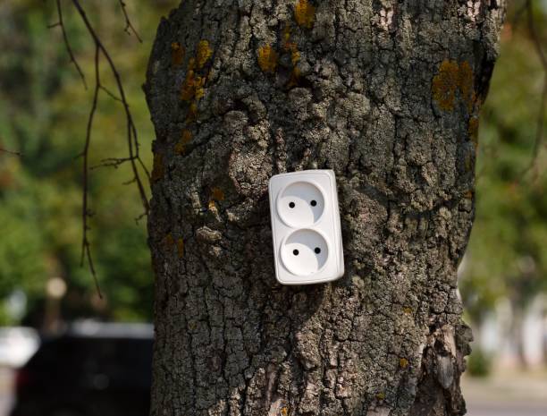 istock Electrical socket coming out of a tree. Green energy concept 2172665788