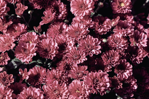 istock Background with beautiful autumn flowers asters 2172672193