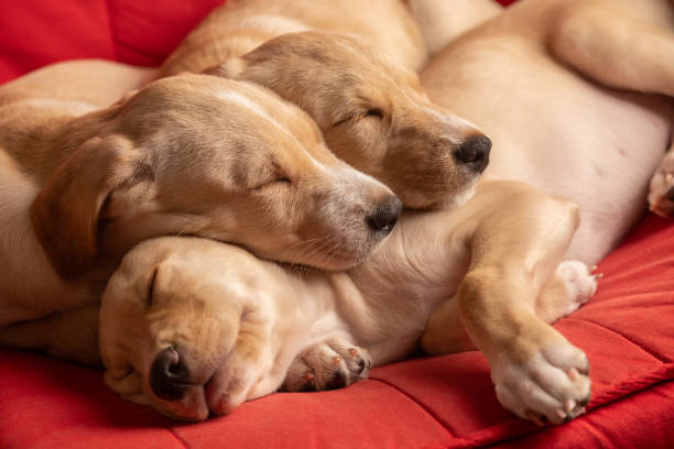 Three cute puppies sleeping on a red armchair.