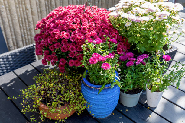 istock Background with beautiful autumn flowers asters 2172672677