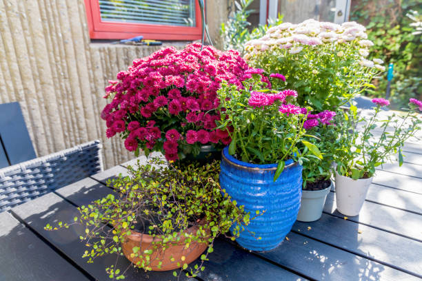 istock Background with beautiful autumn flowers asters 2172672938