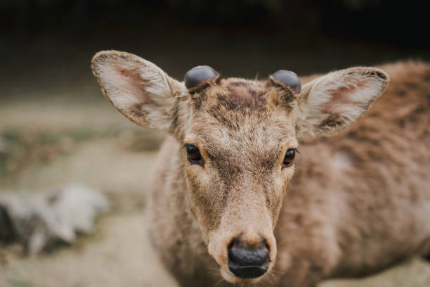 istock A close up of a deer's face. 2172674002