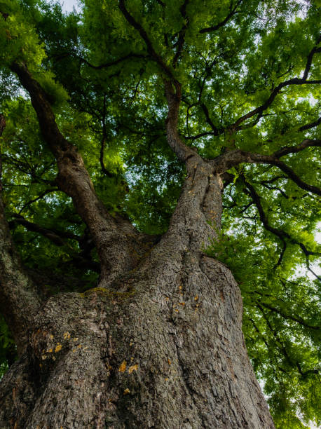 istock Looking up at the sky, the trees are swaying 2172674522