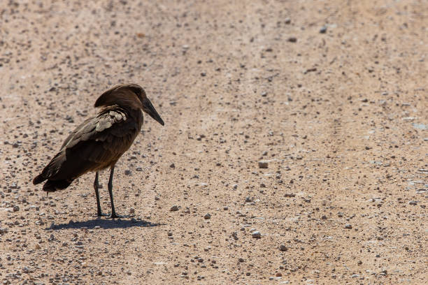 Hamerkop Bird in wilderness