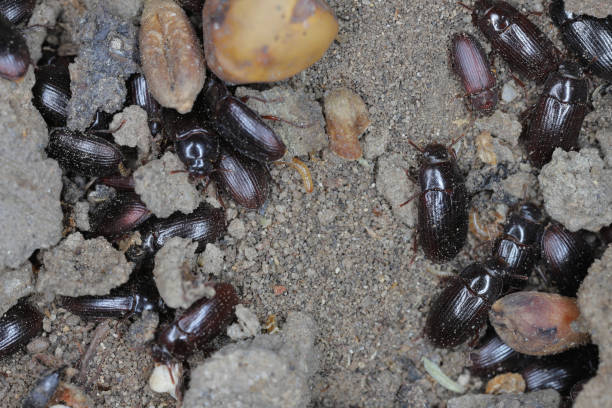 istock Lesser Mealworm Beetle (Alphitobius diaperinus), adult beetles. 2172674864