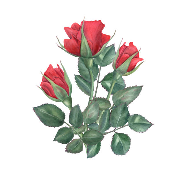 istock Red rose flowers and green leaves bouquet watercolor realistic illustration isolated on white background. Three vintage garden roses natural floral print for romantic greeting cards, invitation 2172675708