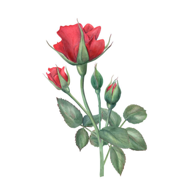 istock Garden red rose bouquet watercolor hand painted illustration isolated on white background. Vintage realistic flowers and green leaves on stem for wedding greeting, romantic invitation, for memory day 2172675719