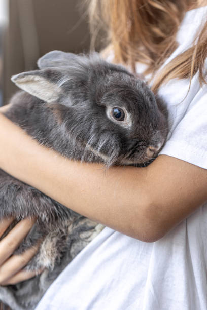 istock A girl with a rabbit. Gray rabbit in hands. Rabbit close-up. 2172677054