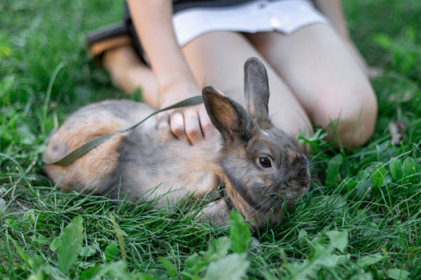 istock A red-haired domestic rabbit walks down the street. Pets concept. 2172677860