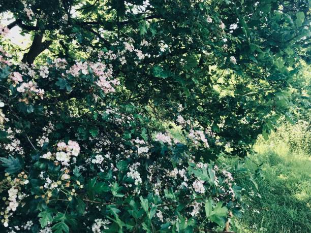 serene gentle focused nature foreground of a flowering colourful cheery flowerbed garden botanical bush shrub plant cluster flora petals hedge grass meadow blossoming and blooming in summertime spring garden scenery