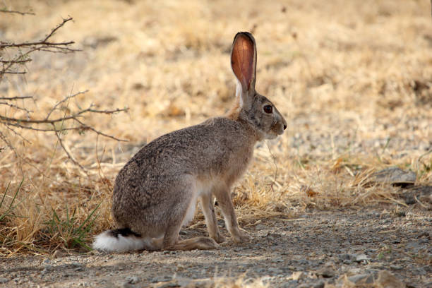 istock Abyssinian hare, Lepus habessinicus 2172679497