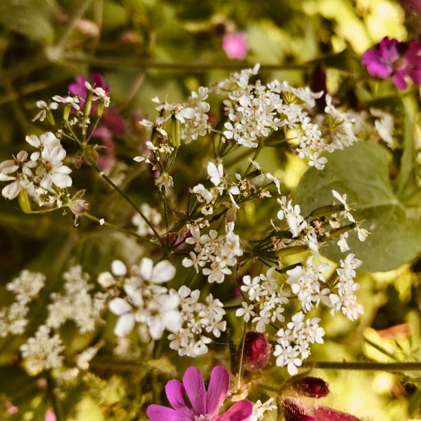serene gentle focused nature foreground of a flowering colourful cheery flowerbed garden botanical bush shrub plant cluster flora petals hedge grass meadow blossoming and blooming in summertime spring garden scenery