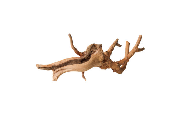 istock Old dry driftwood tree branch on an isolated white background 2172681068