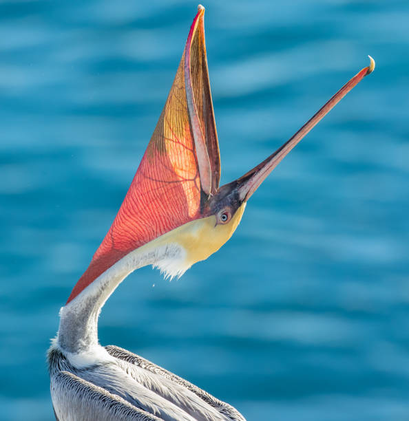 Over the waters of La Jolla, San Diego, California, we see the majestic details of the brown pelican.  From the soft feathers to the toothed beak, we see the beauty of this bird encapsulated through photography.  This photo shows the detailed veins of this bird's gular pouch.