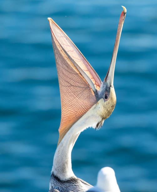 Over the waters of La Jolla, San Diego, California, we see the majestic details of the brown pelican.  From the soft feathers to the toothed beak, we see the beauty of this bird encapsulated through photography.  This photo shows the detailed veins of this bird's gular pouch.