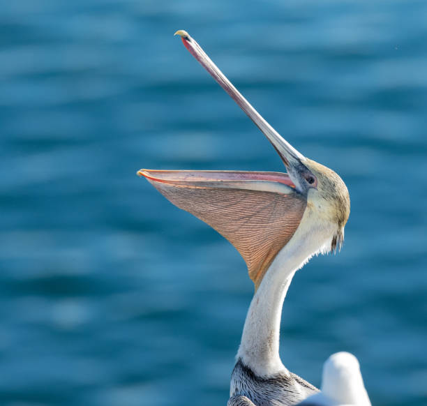 Over the waters of La Jolla, San Diego, California, we see the majestic details of the brown pelican.  From the soft feathers to the toothed beak, we see the beauty of this bird encapsulated through photography.  This photo shows the detailed veins of this bird's gular pouch.
