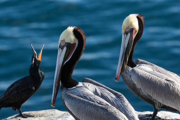 istock Two Brown Pelicans Looking at a Cormorant in La Jolla 2172682691