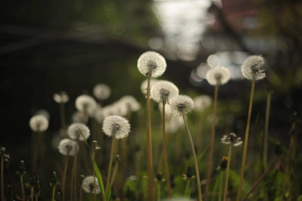 istock dandelions glowing in sunlight with bokeh background 2172685611