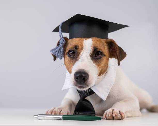 istock Jack Russell Terrier dog in a tie and academic cap sits on a white table. 2172685618