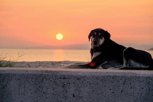 The dog and sunset look great. Best dog . Friend for people