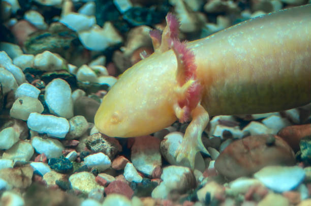 istock Face of a little axolotl 2172686235