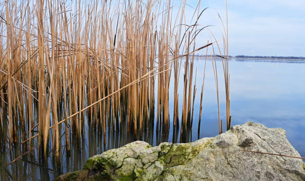 Landscape photo taken from the Danube coast with lot of reeds and a large stone